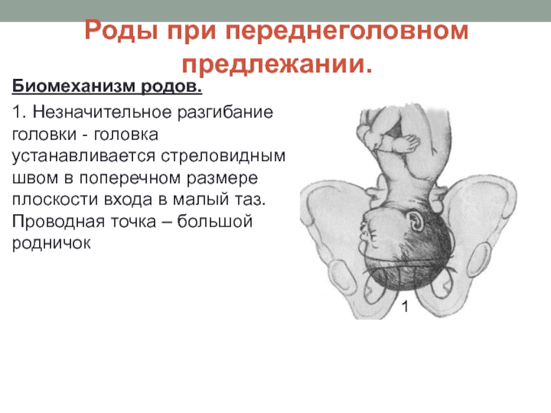 Головка плода в малом тазу