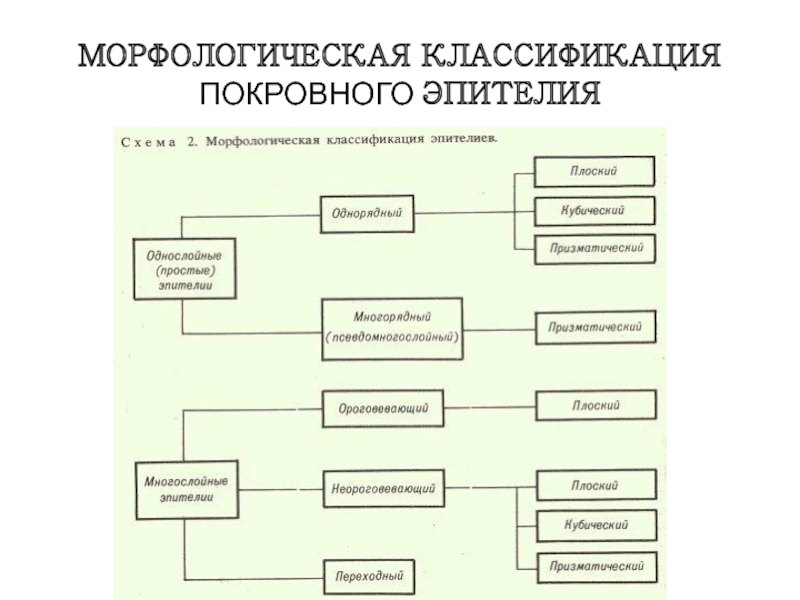 Морфологическая классификация