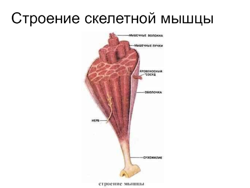 Рисунок строение скелетной мышцы