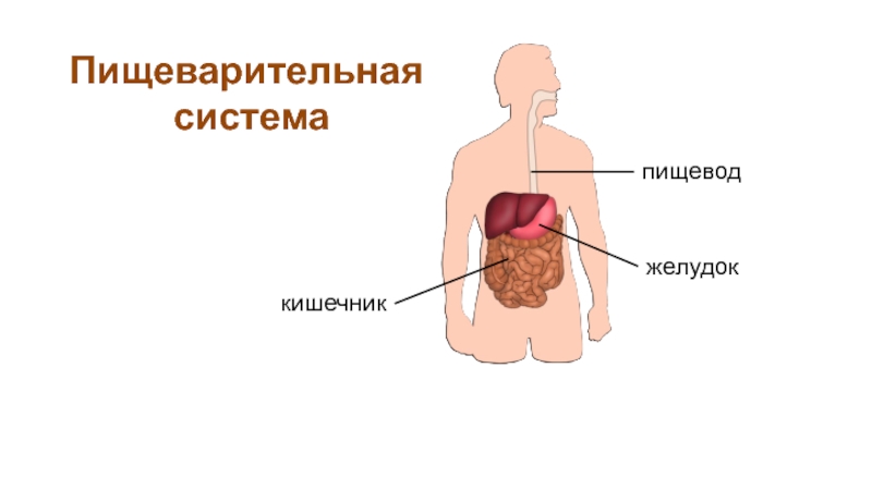 Клапан между желудком и пищеводом. Пищеварительная система пищевод. Пищевод желудок кишечник. Кишечно кишечный рефлекс.