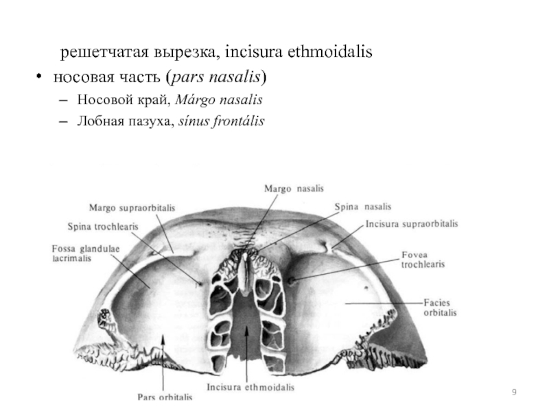 Ossis перевод с латинского. Лобная кость incisura supraorbitalis. Sinus frontalis на лобной кости. Apertura Sinus frontalis на лобной кости. Incisura (или foramen) supraorbitalis.