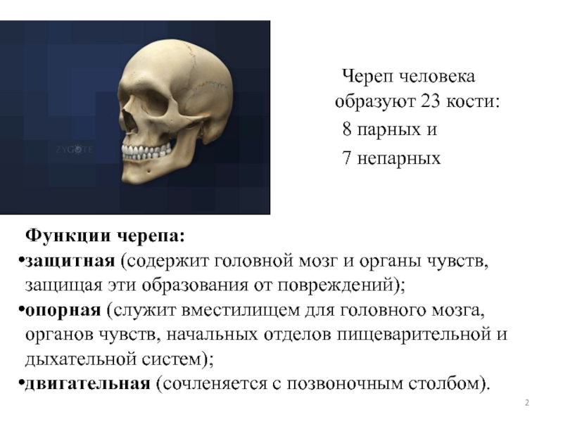 Скелет головы функции. Функции костей черепа. Перечислите функции черепа:. Строение и функции костей черепа. Функции черепа анатомия.