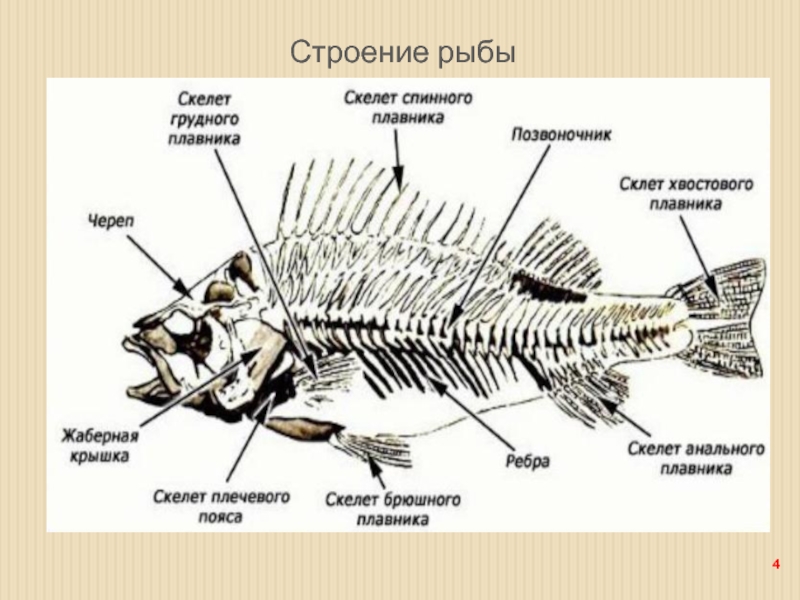 Скелет щуки схема