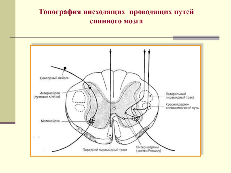 Схема нейронов спинного мозга