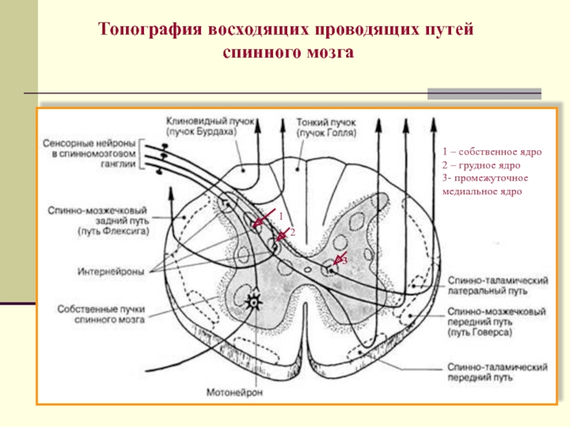 Проводящие пути спинного мозга схема