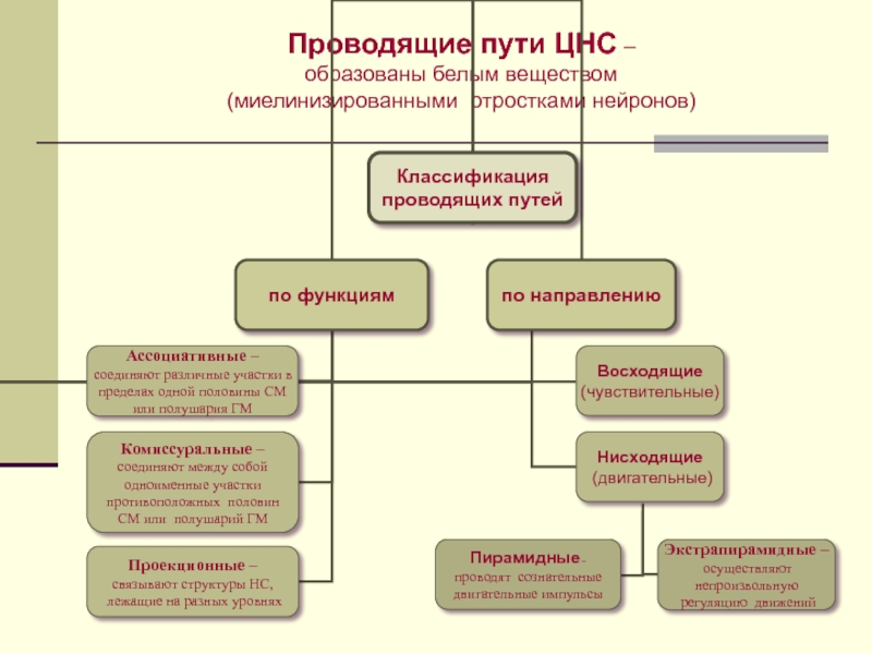 Проведите в схеме. Классификация проводящих путей. Классификация проводящих путей головного мозга. Классификация проводящих путей анатомия. Классификация проводящих путей ЦНС.