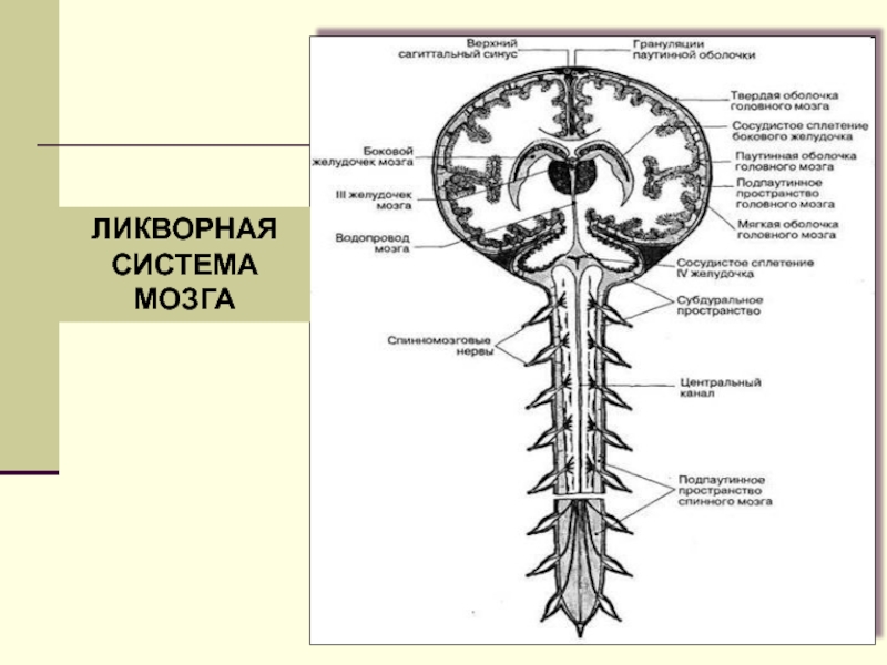 Анатомия цнс презентация