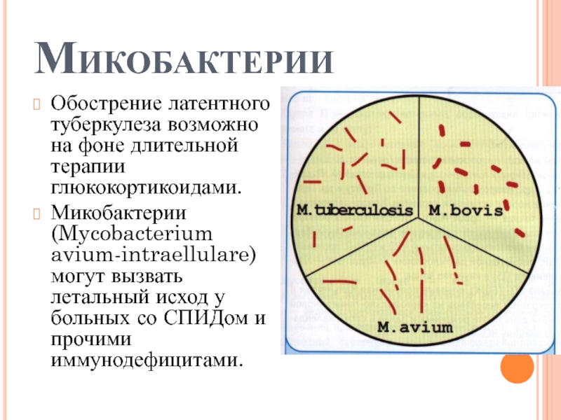 Туберкулез на латинском. Микобактерии возбудители туберкулеза. Антигенная структура микобактерий туберкулеза. Структура микобактерии туберкулеза. Морфология возбудителя туберкулеза.