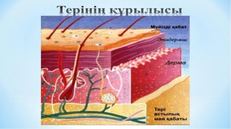 Терінің кұрылысы