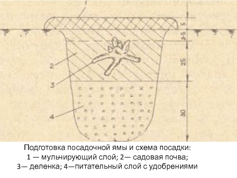 Схема посадки пионов в два ряда