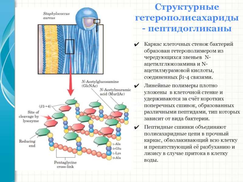 Клеточная стенка состоит из пептидогликана