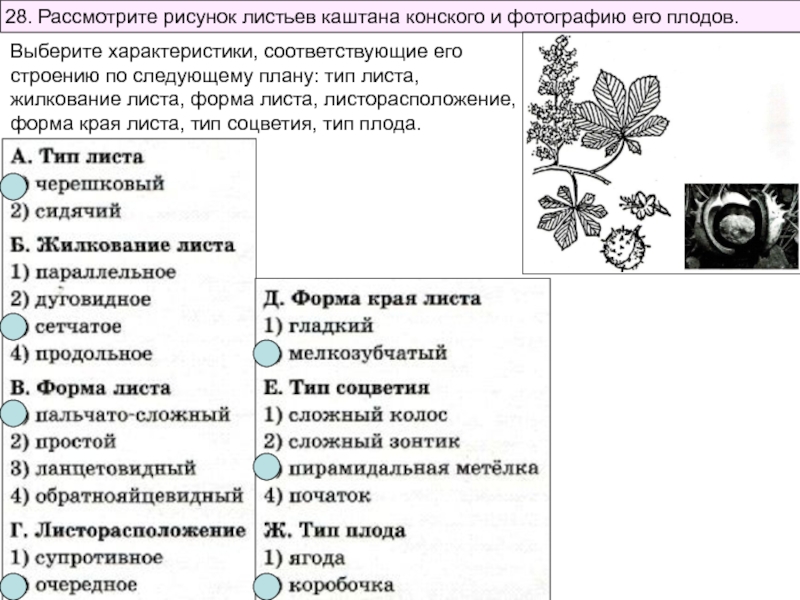 Рассмотрите изображение серой неясыти выберите характеристики соответствующие внешнему строению