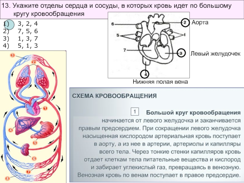 Какой буквой на рисунке обозначена камера сердца в которой заканчивается большой круг кровообращения