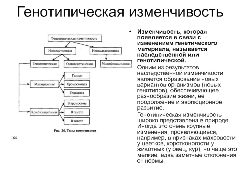 Описание генотипической изменчивости