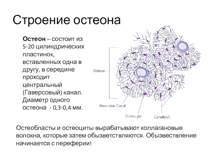 Строение остеона рисунок с подписями