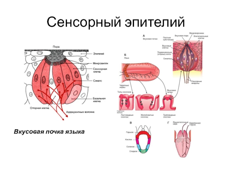 Какой цифрой на рисунке обозначен участок языка в котором расположены вкусовые почки