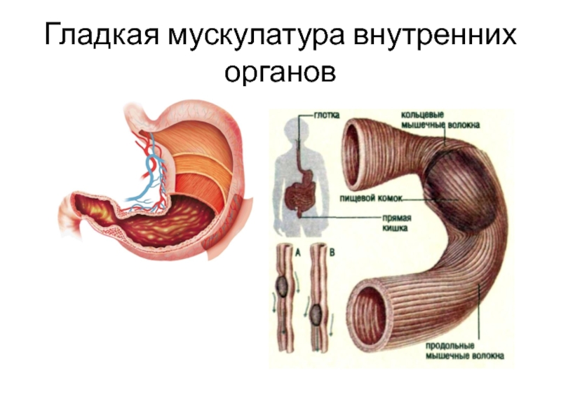 Мышечный орган. Гладкая мускулатура. Гладкая мускулатура внутренних органов. Гладкая мускулатура кишечника. При спазме гладкой мускулатуры внутренних органов.