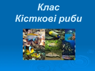 Клас Кісткові риби