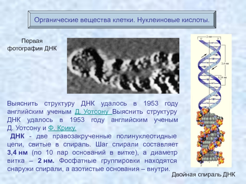 Структура днк фото