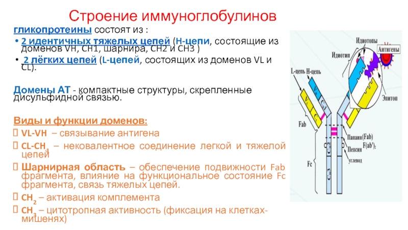 Схема иммуноглобулина g