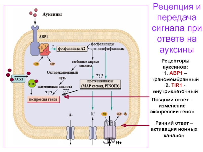 Схема мембранной рецепции
