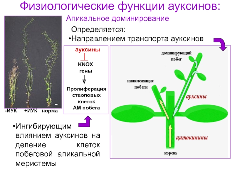 Действие фитогормонов на растение