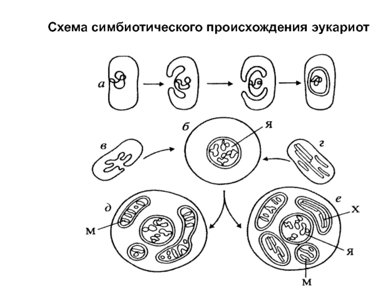 Какая гипотеза происхождения эукариотической клетки показана на рисунке