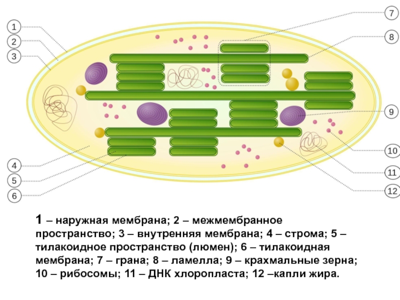 Соотнесите объекты с их обозначениями на рисунке наружная мембрана