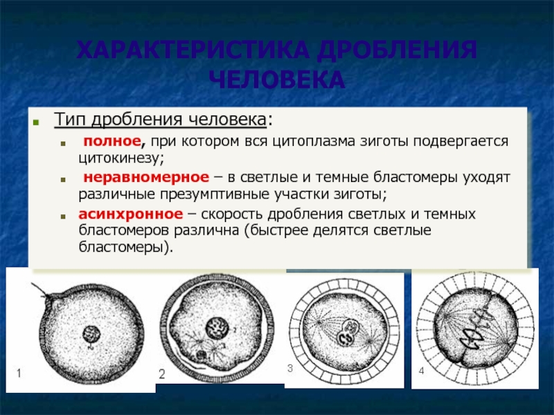 Число дробления. Типы дробления. Типы дробления зиготы. Темные и светлые бластомеры. Неравномерное дробление зиготы.