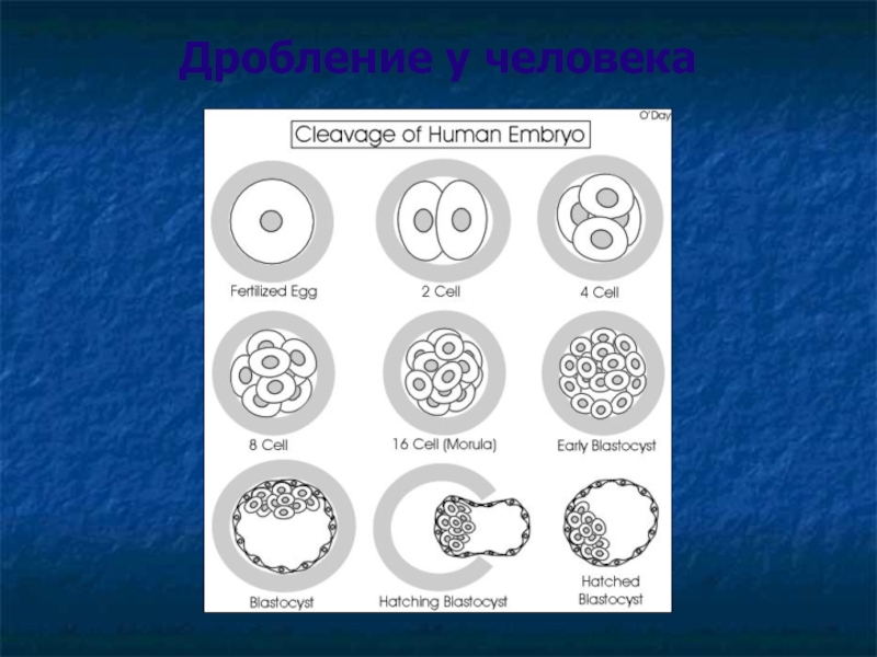 Какое дробление у человека. Дробление у человека. Дробление у человека гистология. Дробление личности. Схема оплодотворения.