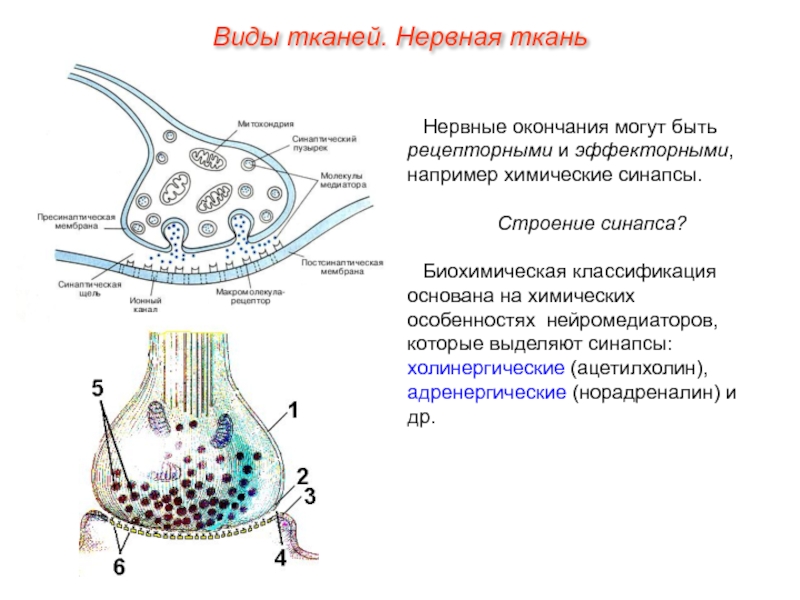 Холинергические синапсы презентация