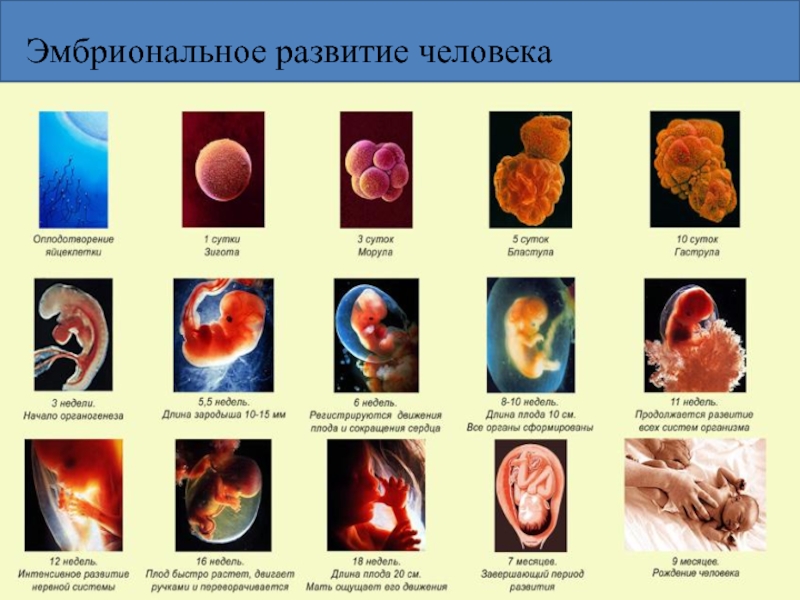 Внутриутробное развитие организма презентация