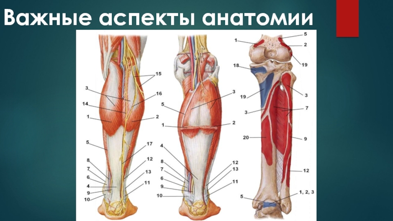 Ахиллово сухожилие где находится у человека на ноге как выглядит фото