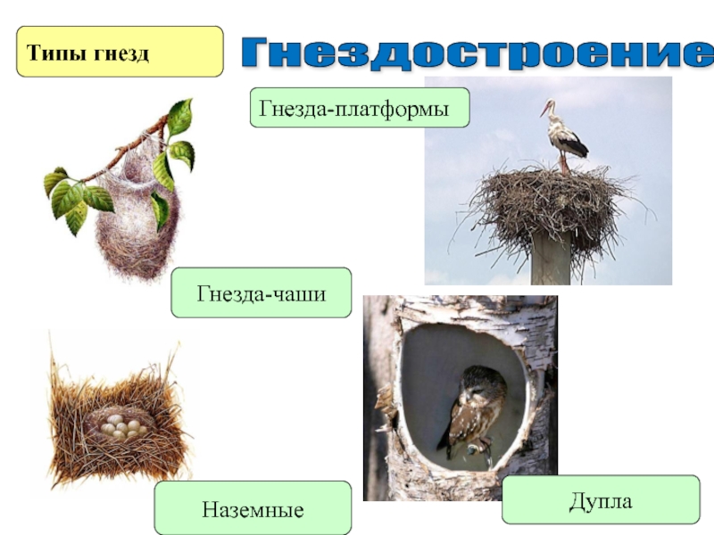 Контрольная по биологии по птицам 7. Гнездостроение и типы гнезд. Типы гнездования. Типы гнезд птиц. Различные типы гнёзд.