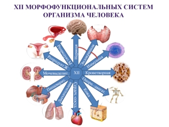 Двенадцать морфофункциональных систем организма человека