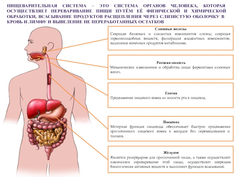 Сколько в организме органов. Основные органы пищеварительной системы человека. Си тема органов человека. Систамаорганов человека. Системы органов человека и их функции.