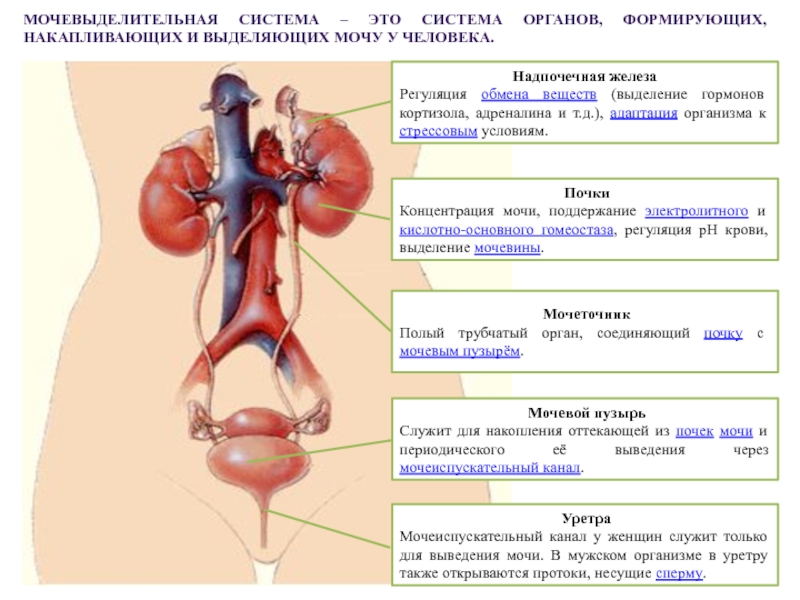 Функция мочевых органов. Мочевыделительная система человека схема 8 класс. Мочевыделительная система анатомия функции. Органы мочевой системы схема. Мочевыделительная система мочевой пузырь.