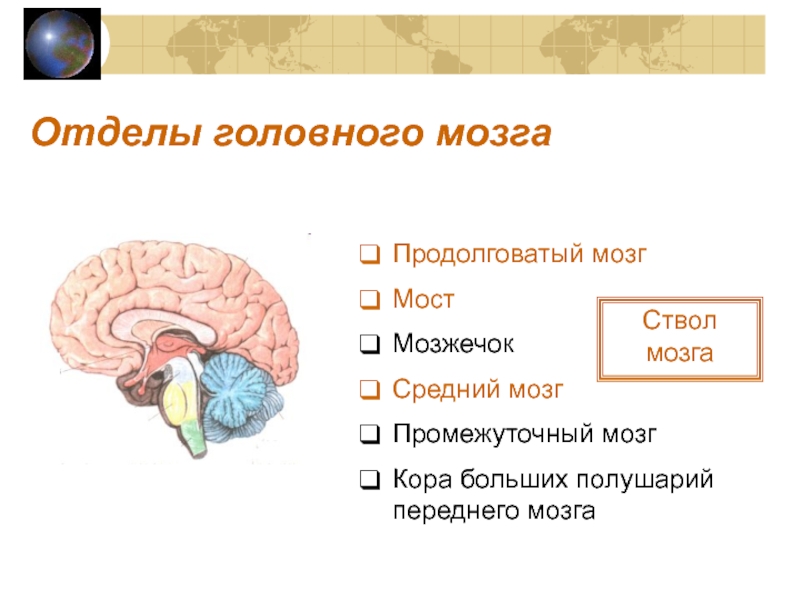 Функции среднего мозга кратко