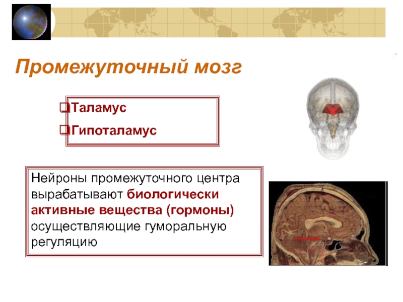 Развитие физиологии презентация