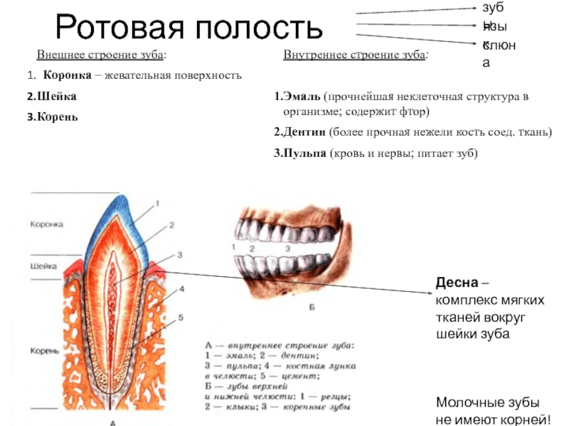 Структуры полости рта. Строение зубов. Строение зуба анатомия.