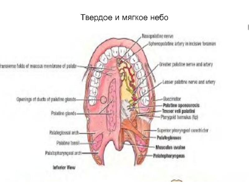 Небо мягкое и твердое схема