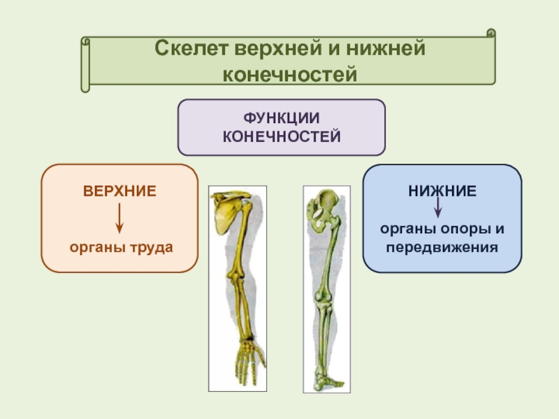 Особенности соединений скелета