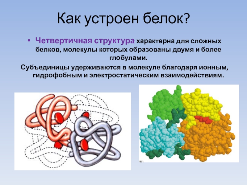 Выбери рисунок на котором представлена четвертичная структура белка