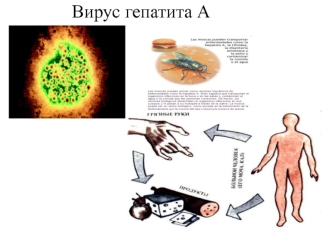 Вирус гепатита А