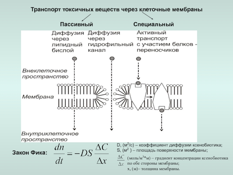 Виды транспорта через клеточную мембрану схема