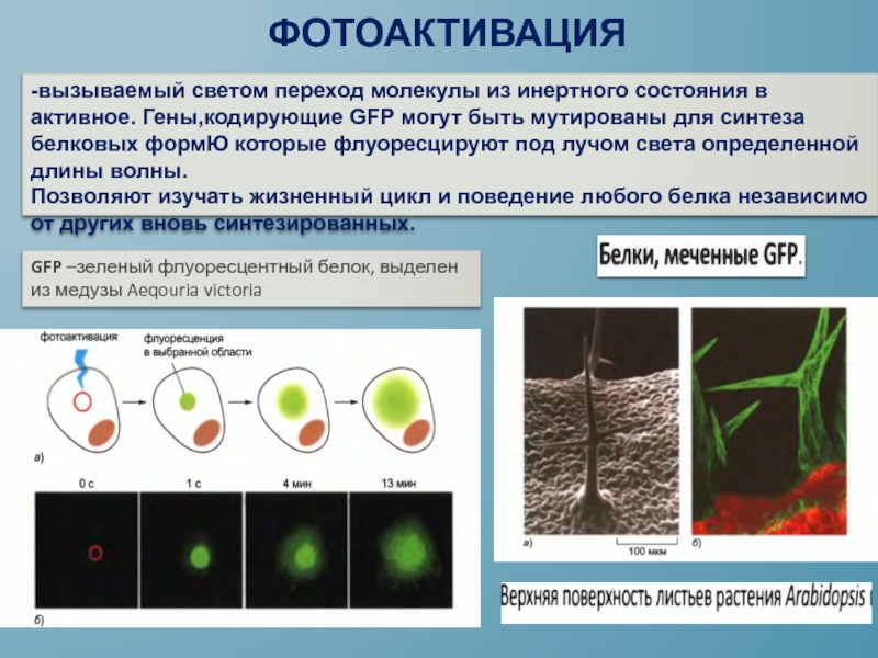 GFP –зеленый флуоресцентный белок, выделен из медузы Aeqouria victoria -вызываемый светом