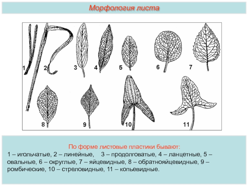 Продолговатый округлый. Продолговато яйцевидные листья. Продолговатая форма листа. Морфология листа. Продолговатые листья.