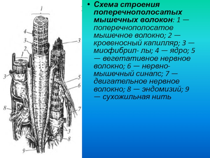 Схема строения поперечно полосатого мышечного волокна