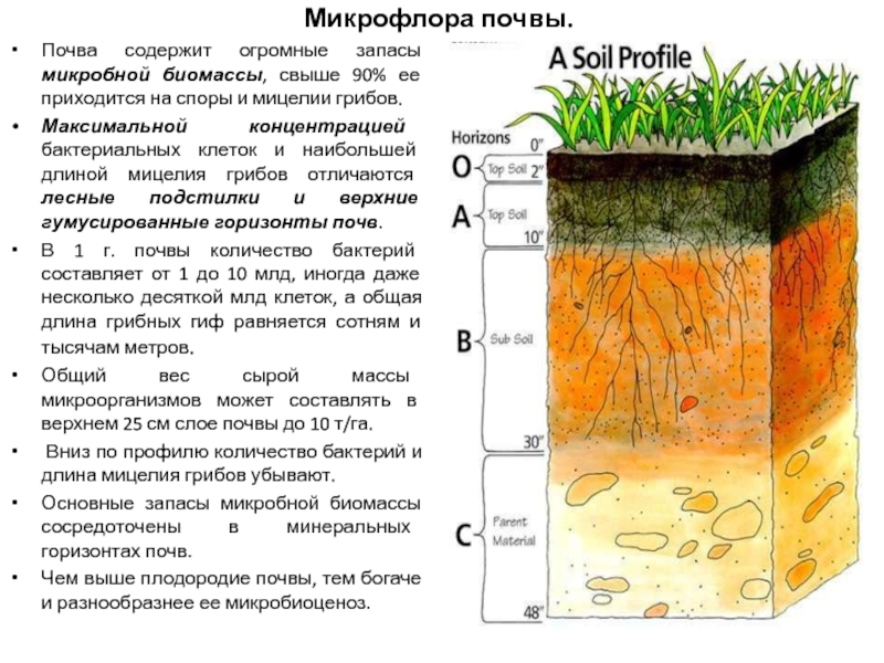 Микрофлора почвы состав