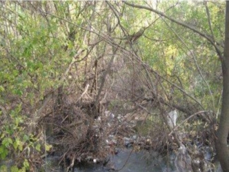 Влияние жизнедеятельности бобров на экологию реки Малая Каменка